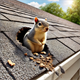 Roof Repair for Pest and Tree Damage